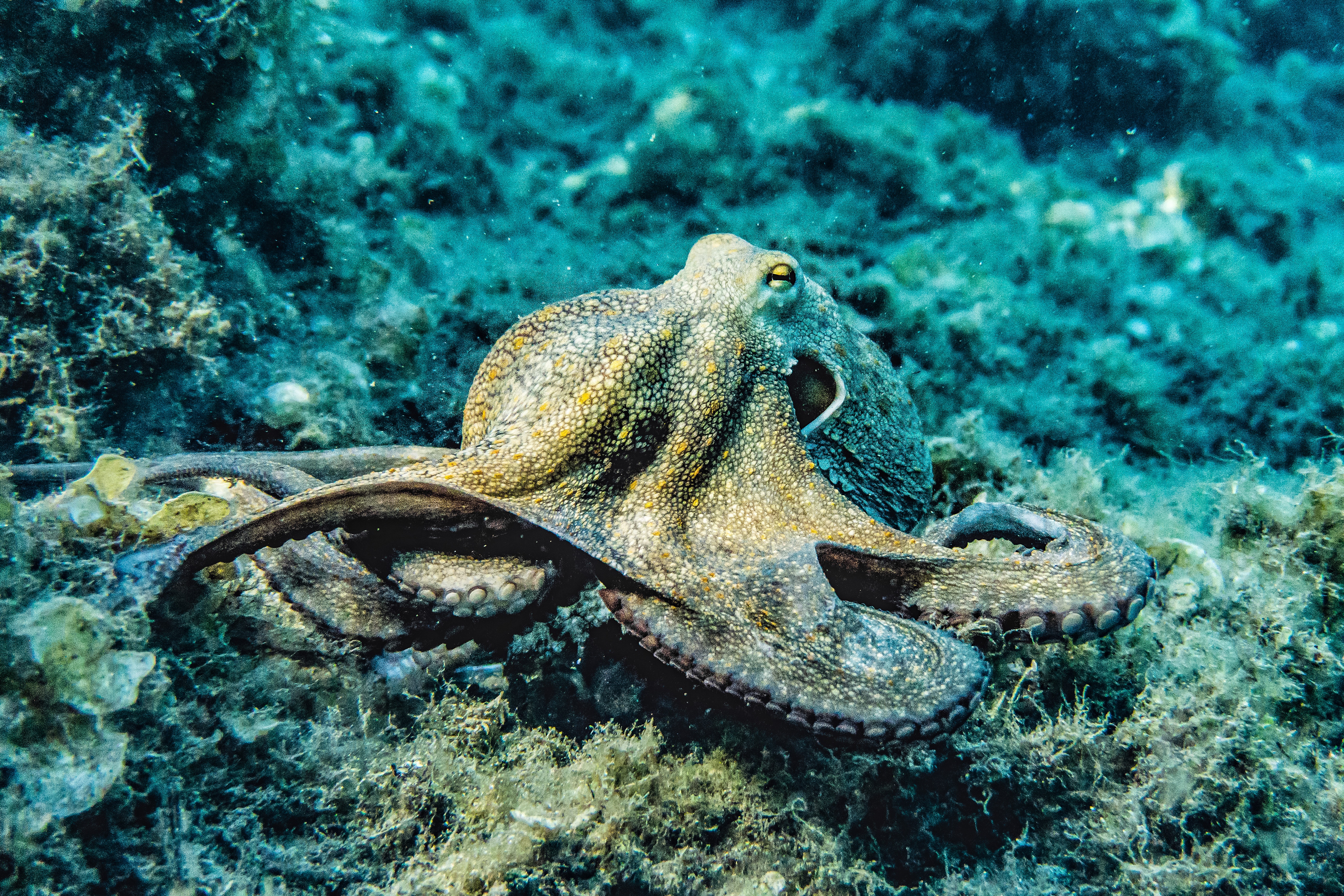 big-octopus