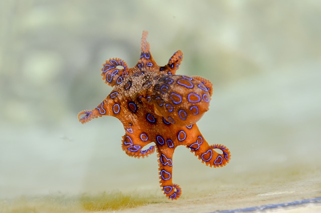 octopus 1