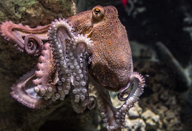 octopus 2