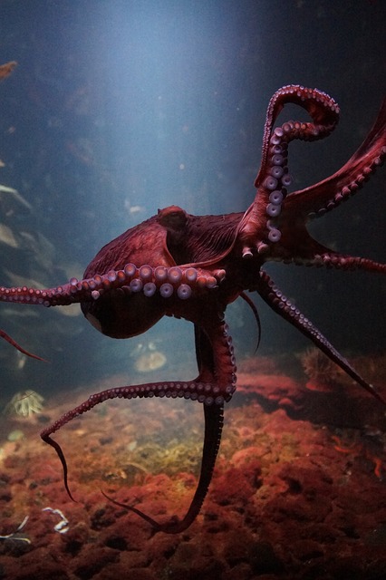 octopus 3