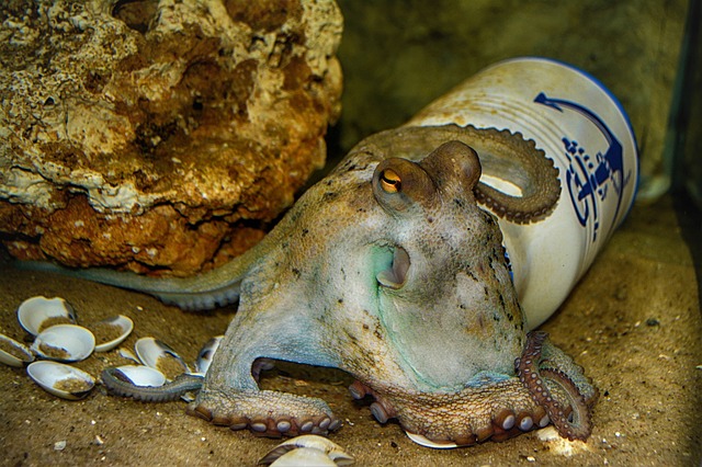 octopus 4